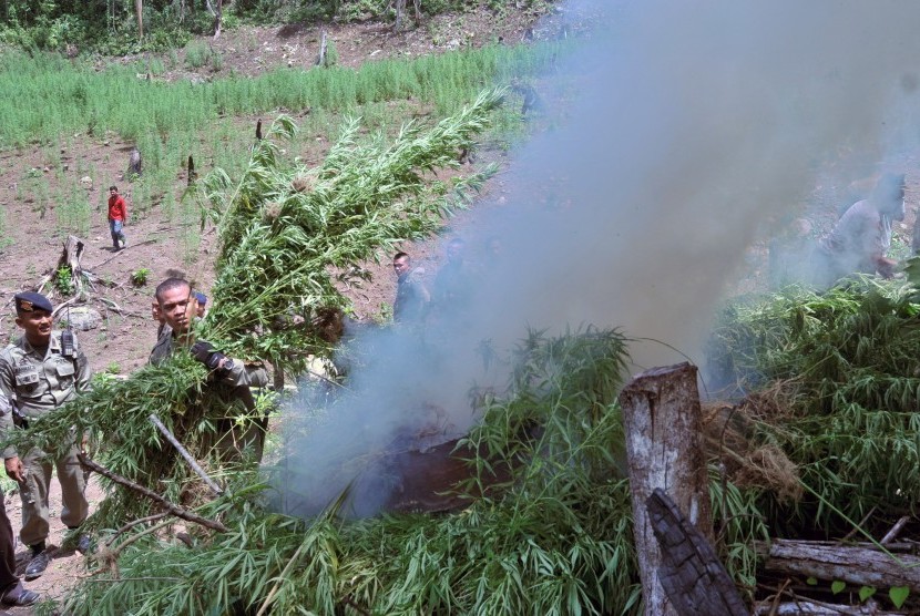Anggota Polda Aceh memusnahkan tanaman ganja dengan cara dibakar  di perbukitan Montasik, Kabupaten Aceh Besar, Aceh, Kamis (4/6). (Antara/Ampelsa)