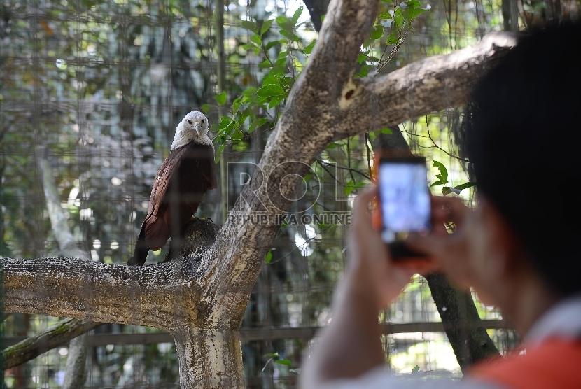  Pengunjung memotret burung elang di Taman Margasatwa Ragunan, Jakarta Selatan, Sabtu (18/7).  (Republika/Raisan Al Farisi)