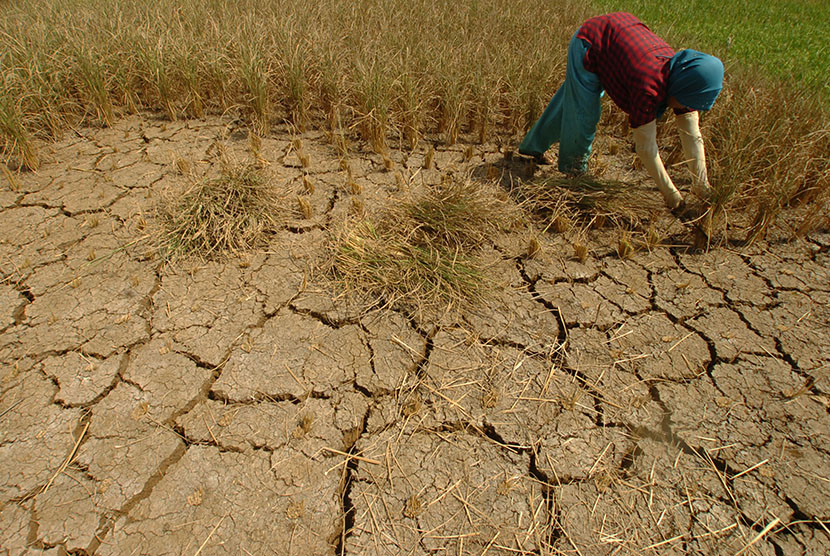 Buruh tani memanen padi di areal sawah yang mengering Desa Kertaraharja, Ciamis, Jawa Barat, Jumat (7/8). 