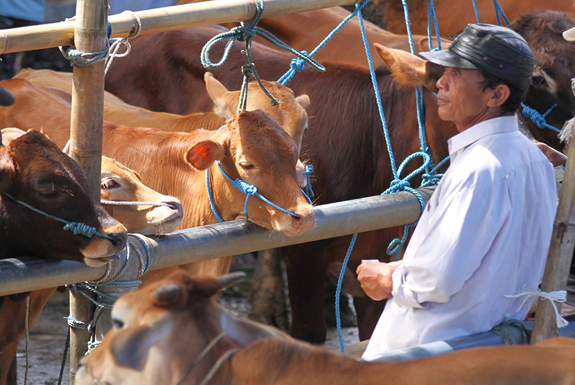 Seorang peternak menjual sapi bakalannya di Pasar Sapi Tumpang, Malang, Jawa Timur.