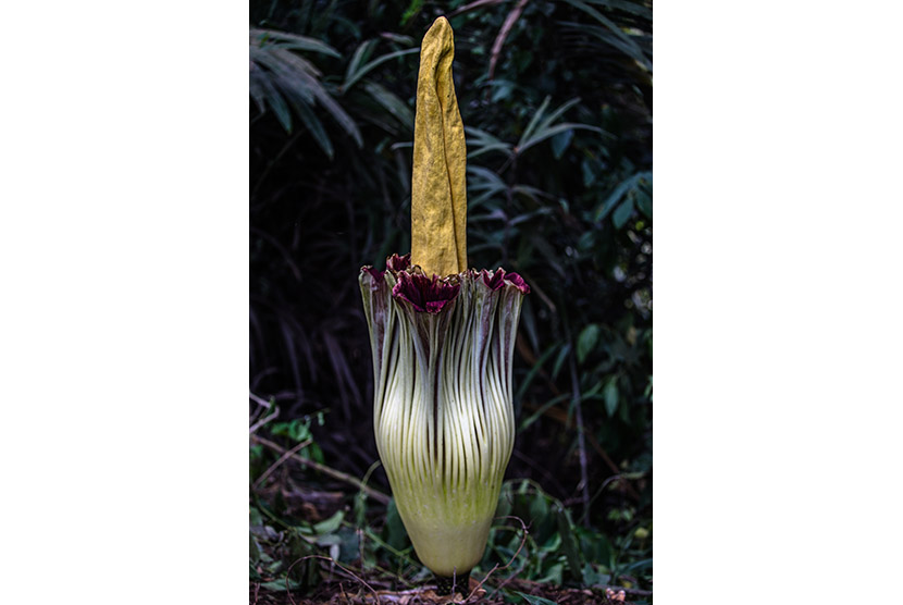Bunga bangkai atau Amorphophallus titanum (ilustrasi)