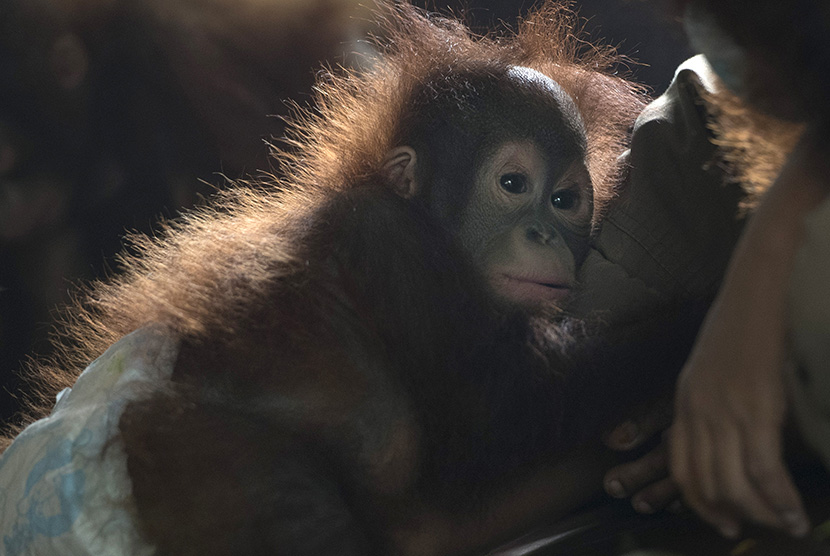 Bayi orang utan bermain di dalam rumah perawatan (nursery) di Yayasan Penyelamatan Orangutan Borneo (BOSF) di Arboretum Nyaru Menteng, Kalimantan Tengah, Senin (5/10).   (Antara/Rosa Panggabean)