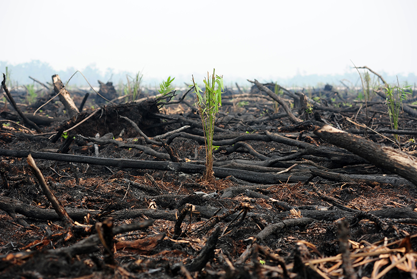 Lokasi lahan gambut yang dibakar di kawasan Nyaru Menteng, Kelurahan Tumbang Tahai, Kecamatan Bukit Batu, Palangka Raya, Kalimantan Tengah, Rabu (28/10).