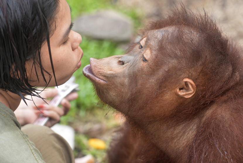 Seorang pengasuh bercanda dengan Orangutan (Pongo pygmaeus wurmbii) asuhannya di Borneo Orangutan Survival Foundation (BOS), Nyaru Menteng, Palangka Raya, Kalteng, Jumat (30/10). (Antara/Saptono)