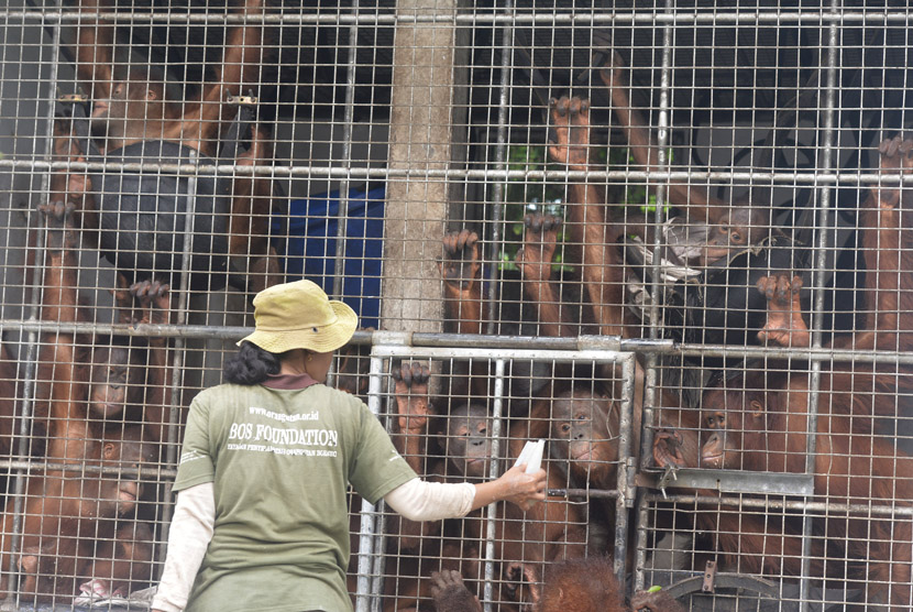Seorang pengasuh memberi susu kepada sejumlah orangutan (Pongo pygmaeus wurmbii) di Borneo Orangutan Survival Foundation (BOS), Nyaru Menteng, Palangkaraya, Kalteng.