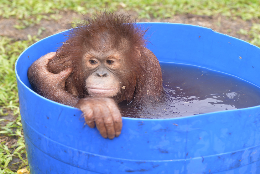 Seekor Orangutan. (ilustrasi)