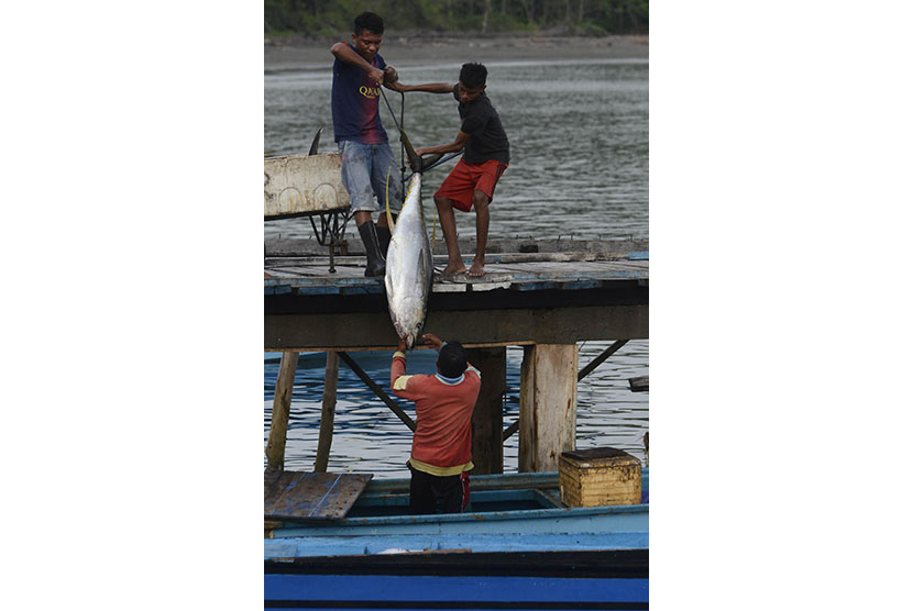  Nelayan membongkar tangkapan ikan tuna di dermaga desa Daeo, Pulau Morotai, Ahad (15/11).   (Antara/Fanny Octavianus)