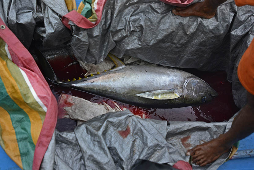  Nelayan membongkar tangkapan ikan tuna di dermaga desa Daeo, Pulau Morotai.   (Antara/Fanny Octavianus)