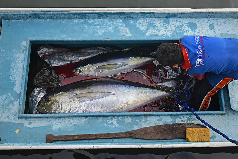 Nelayan membongkar hasil tangkapan ikan tuna