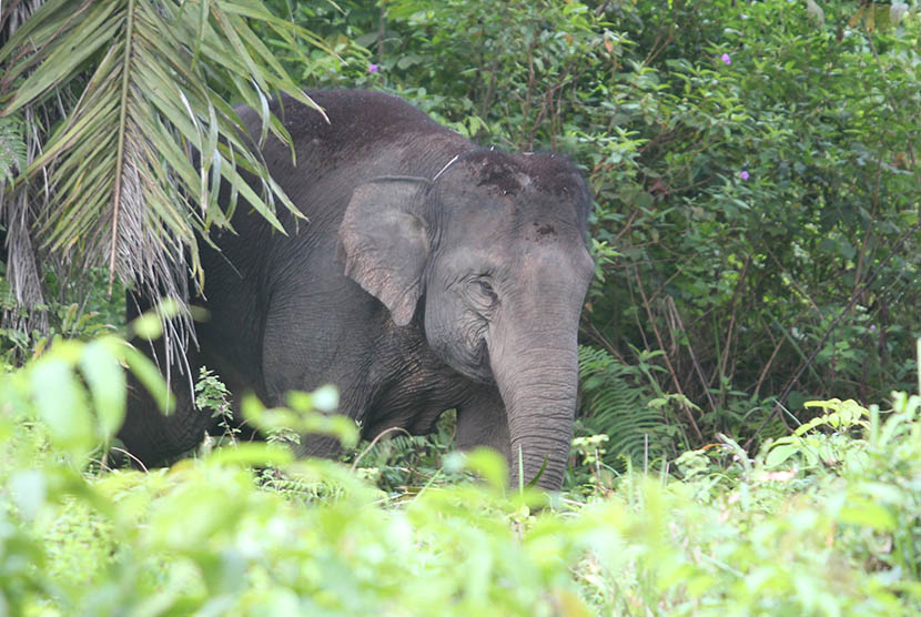 Gajah liar (ilustrasi)