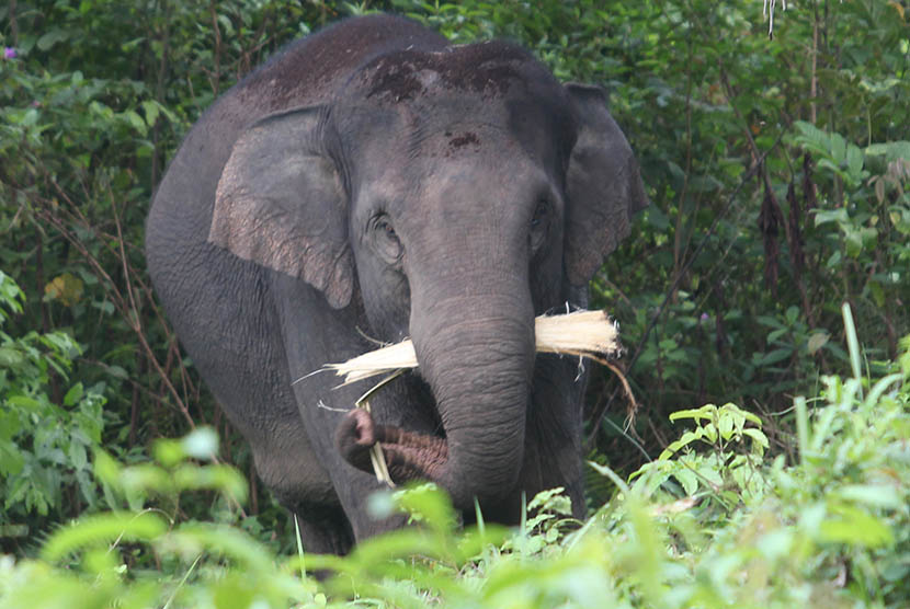 Gajah liar memasuki kawasan perkebunan kelapa sawit. (Ilustrasi)  (Antara/Syifa Yulinnas)