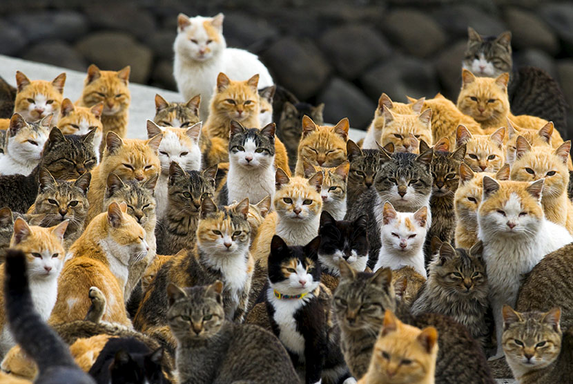  Kumpulan kucing di tepi pantai Pulau Aoshima,  Jepang.  (Reuters/Thomas Peter)