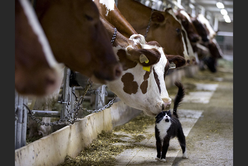  Seekor sapi perah bermain dengan kucing di sebuah peternakan di Granby, Quebec, Kanada.  (Reuters/Christinne Muschi)