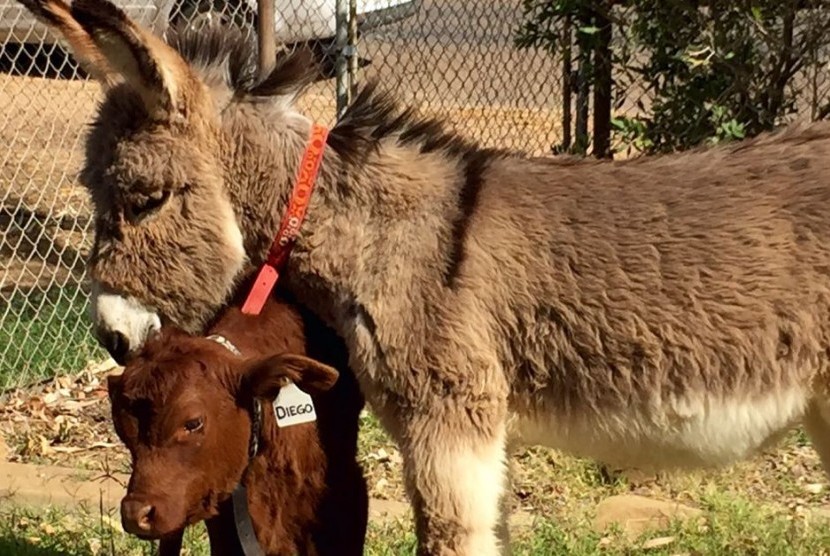 Dora keledai dan Diego seekor anak sapi yang sangat akrab.   (ABC/Chrissy Arthur)