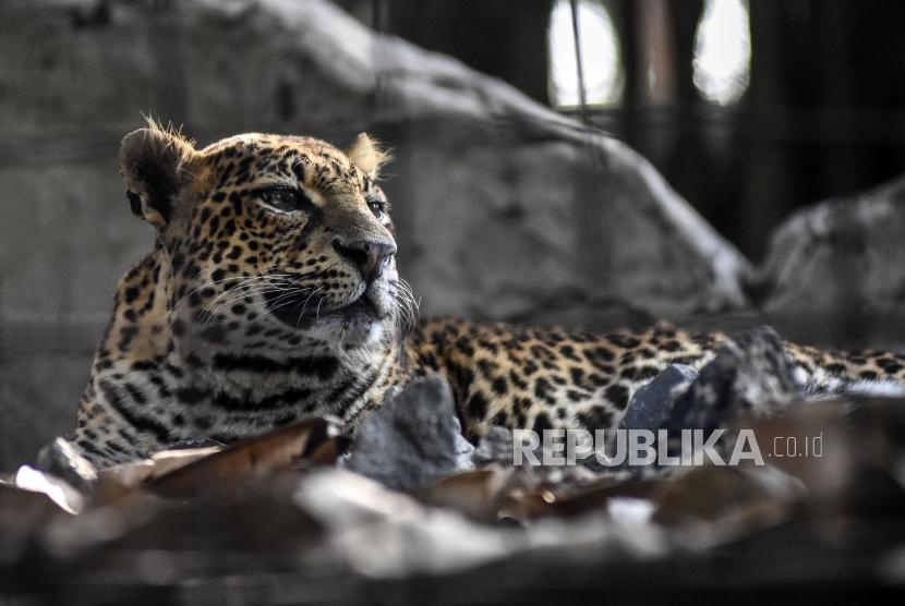 Seekor macan tutul jawa (Phantera pardus melas) berada di kandang Bandung Zoological Garden, Kota Bandung, Jumat (4/10).