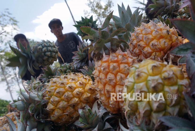 Petani memanen buah nanas di sentra pertanian nanas di Belik, Kabupaten Pemalang, Jawa Tengah, Minggu (20/10/2019).