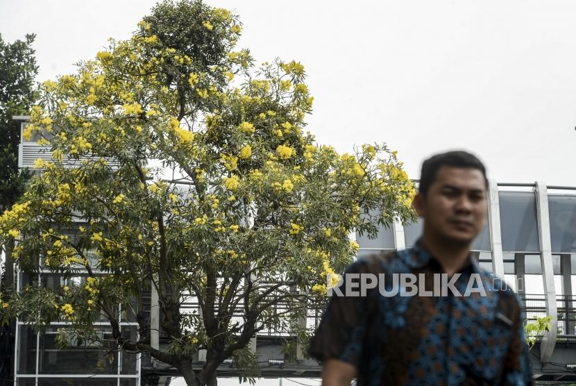 Pejalan kaki melintas dengan latar belakang pohon Tabebuya.