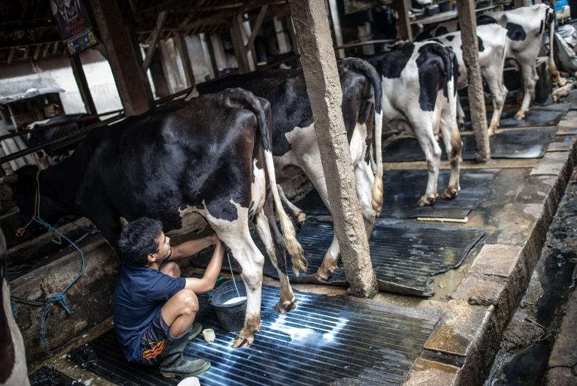 Pekerja memerah susu sapi di salah satu peternakan Sapi Perah kawasan Duren Tiga, Jakarta, Selasa (5/11/2019). Swasta bekerja sama dalam program pinjaman lunak pemberdayaan peternak sapi potong lokal demi meningkatkan populasi sapi dalam negeri.