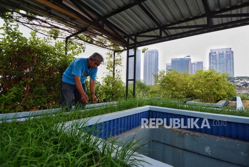 Abdul Rahman (60) merawat tanaman di atap rumah miliknya di Jalan Saraswati, Kebayoran Baru, Jakarta, Kamis (14/11).
