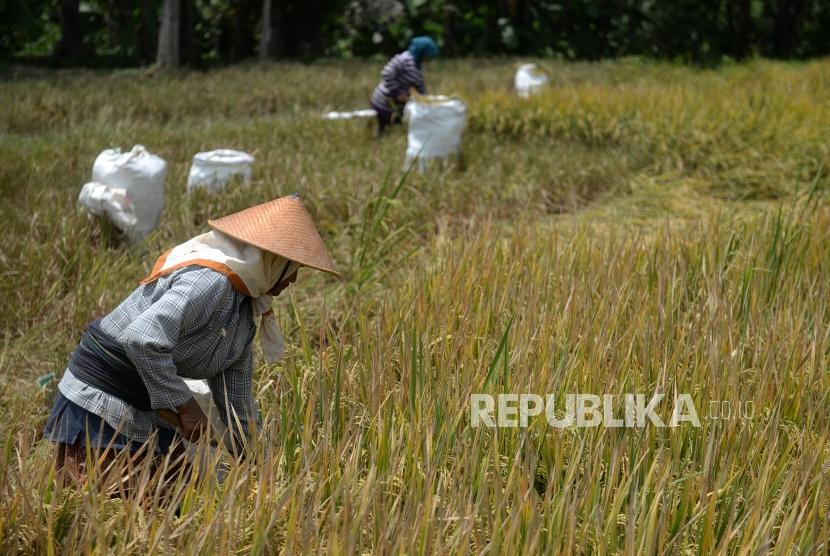 Penyusutan Lahan Pertanian. Petani memanen padi.