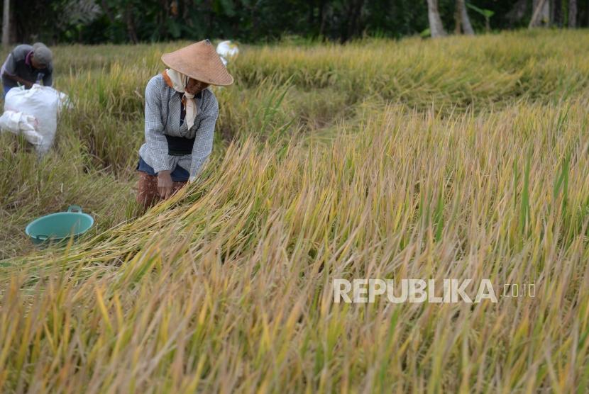 Penyusutan Lahan Pertanian. Petani memanen padi di Sleman, Yogyakarta, Senin (25/11). Menteri Pertanian (Mentan) Syahrul Yasin Limpo meminta jajaran Kepolisian menangani serius dan menangkap para pejabat daerah yang memberikan izin terhadap alih fungsi lahan pertanian. 