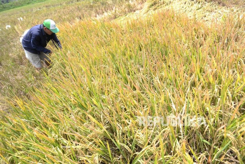 Penyusutan Lahan Pertanian. Petani memanen padi di Sleman, Senin (25/11).