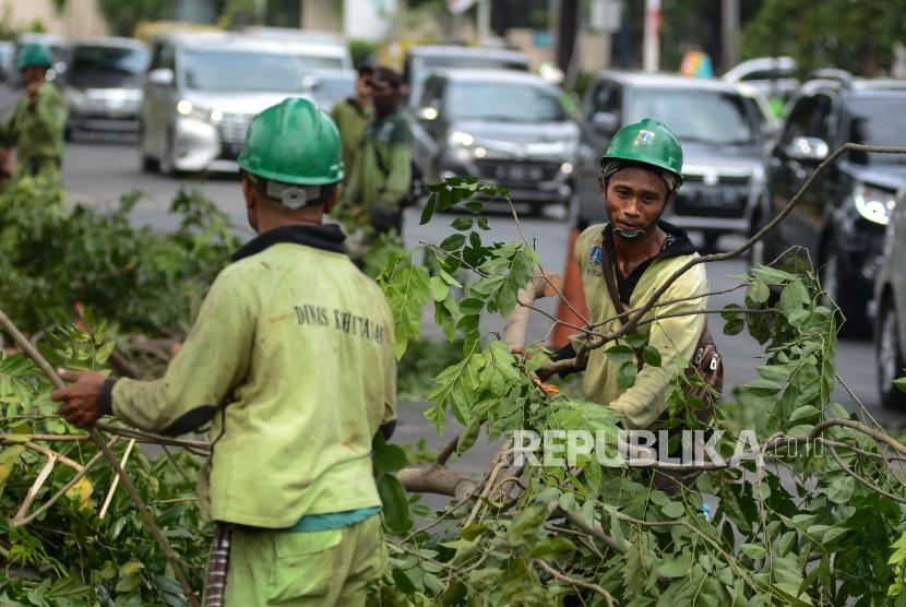 Petugas Dinas Kehutanan melakukan penopingan pohon atau pemangkasan pada dahan pohon angsana di Jalan Gelora, Jakarta, Sabtu (30/11).