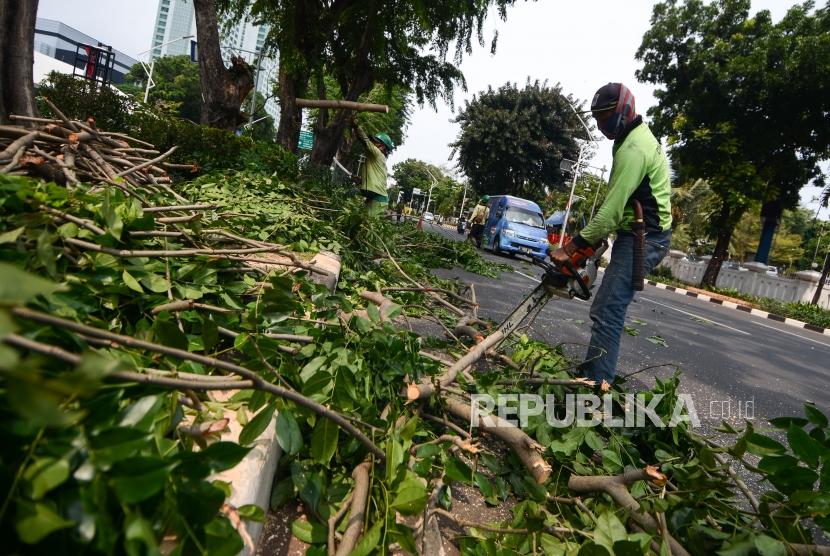 Pemprov Yogyakarta Pangkas Sejumlah Pohon di Jalan Sudirman. Foto: Ilustrasi pemangkasan pohon.