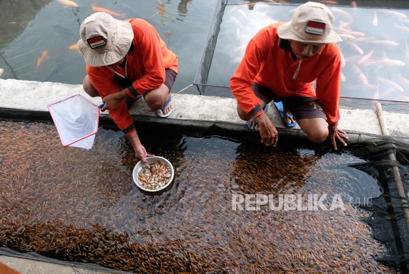 Petugas menunjukkan benih ikan Nila (Oreochromis niloticus) varietas Larasati di kolam Loka Perbenihan dan Budidaya Ikan Air Tawar (PBIAT) Ngrajek, Mungkid, Magelang, Jawa Tengah, Jumat (6/12/2019).