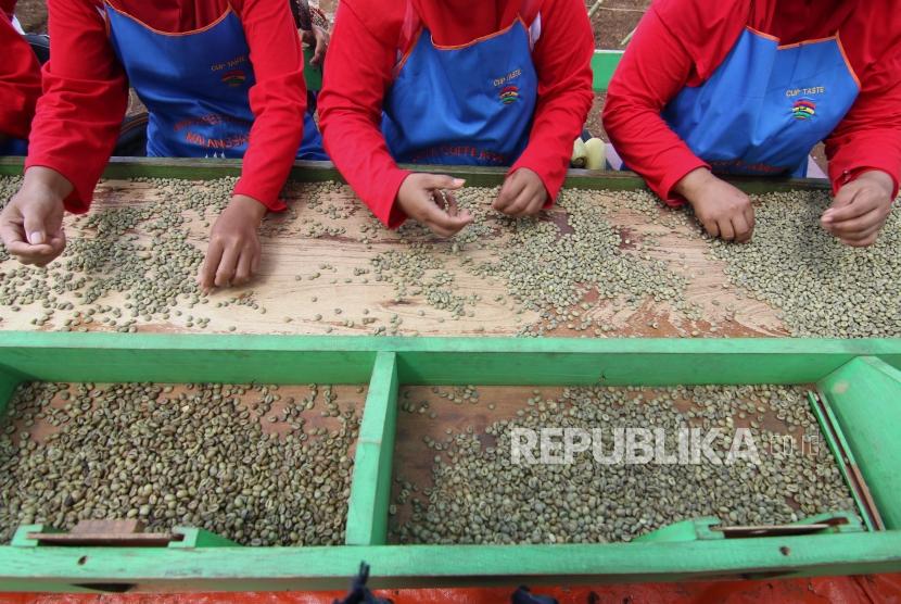 Empat komoditas pertanian Jawa TImur mencatat peningkatan ekspor di masa pandemi, Foto pekerja mensortir biji kopi di perkebunan, Banyuwangi, Jawa Timur, (ilustrasi).