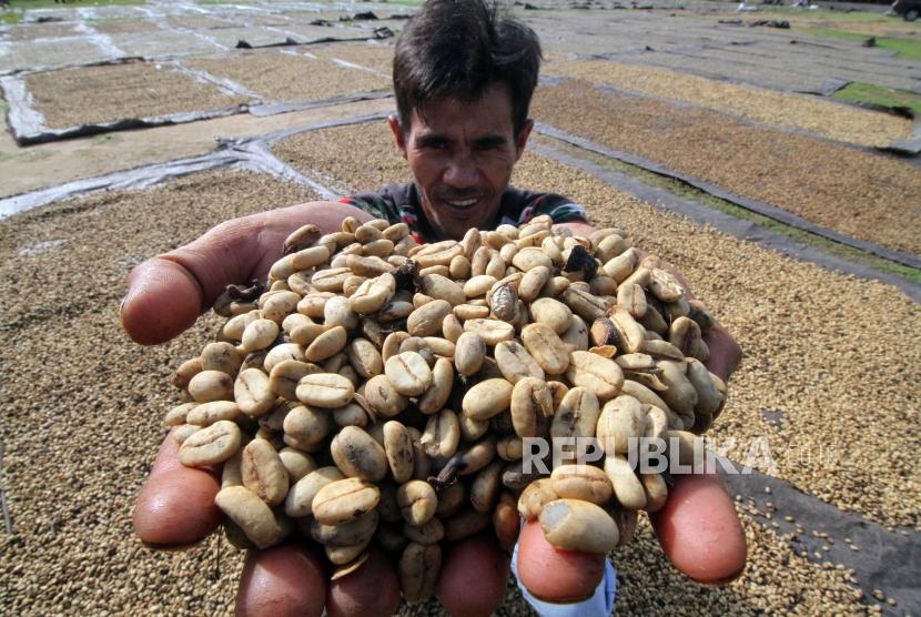 Biji kopi Arabika gayo hasil musim panen akhir tahun 2019 di Bandar Baro, Aceh Utara, Aceh, Kamis (19/12/2019). Kementan menargetkan ekspor kopi dan sejumlah komoditas pertanian lainnya naik tiga kali lipat dalam lima tahun.
