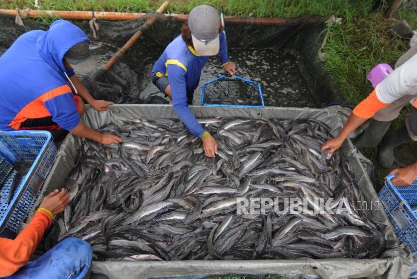 Sejumlah pekerja memilah hasil panen budidaya ikan lele di Kampung Lele Tegalrejo, Sawit, Boyolali, Jawa Tengah, Jumat (3/1).Sampai April 2020, volume ekspor produk perikanan tercatat 447,281 ton.