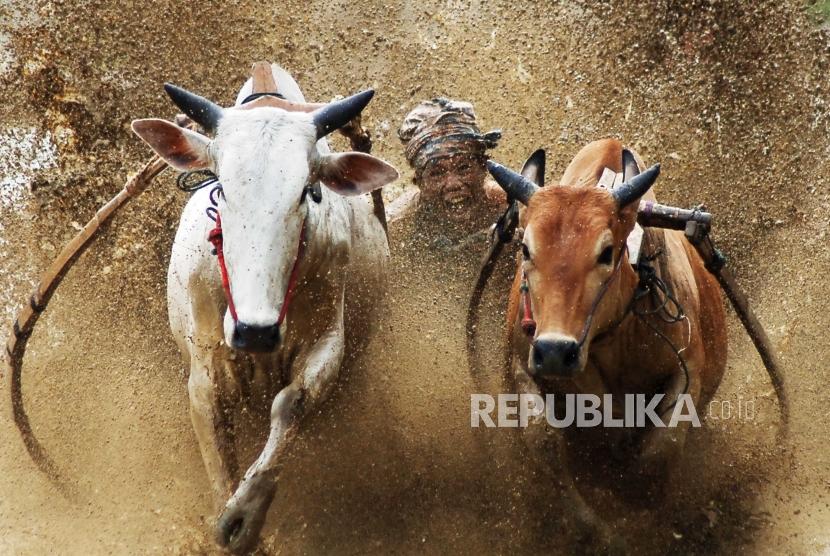 Atraksi Pacu Jawi Ditetapkan Jadi Warisan Budaya Tak Benda. Seorang joki memacu sapinya saat digelar atraksi Pacu Jawi, di Nagari Sungai Tarab, Kab.Tanah Datar, Sumatera Barat, Sabtu (4/1/2020).