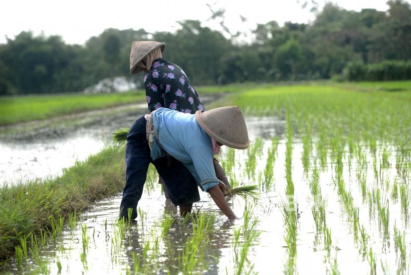 Petani menanam benih padi (ilustrasi). Petani di Lebak kembali ke sawah seiring meningkatnya curah hujan.