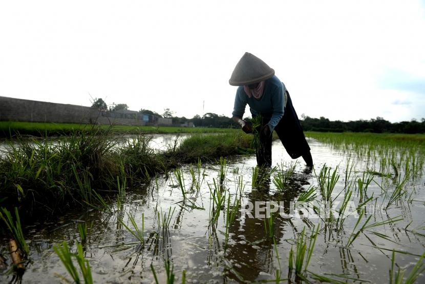 Sebanyak tujuh orang petani di Kabupaten Majalengka, Jawa Barat, tersambar petir (Foto: ilustrasi petani)