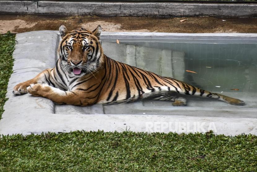 Harimau bernama Nadia terinfeksi virus corona dari penjaga kebun binatang. Ilustrasi.