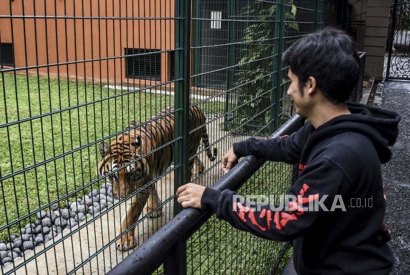 Pemilik penangkaran PT Taman Satwa Eksotik yang juga sepupu artis Raffi Ahmad, Alshad Kautsar Ahmad bermain dengan Harimau Benggala (Panthera tigris) yang diberi nama Eshan di kediamannya di Jalan Kiputih, Ciumbuleuit, Kota Bandung, Kamis (9/1).