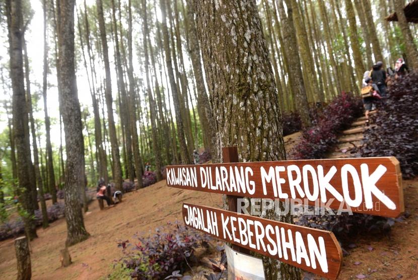 Ecowisawa Pinus Mangunan. Wisatwan mengujungi kawasan wisata Pinus Mangunan, Bantul, Yogyakarta, Ahad (12/1).
