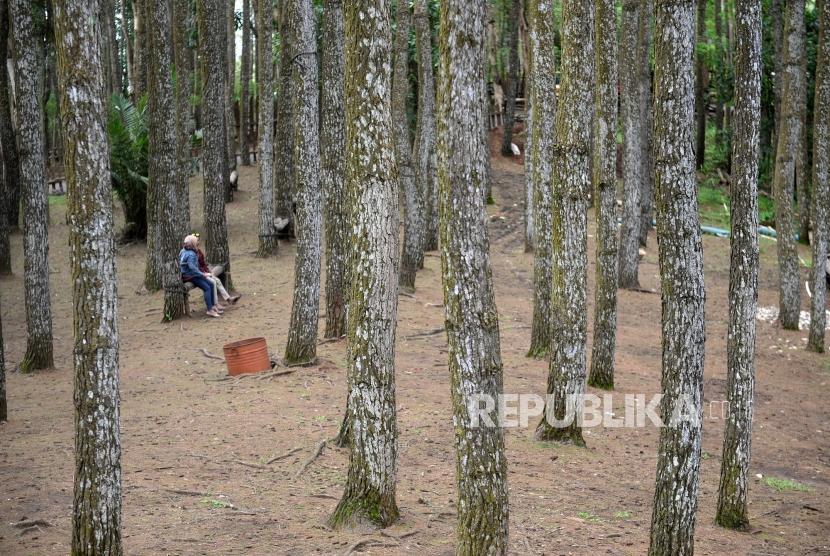 Ecowisawa Pinus Mangunan. Wisatwan mengujungi kawasan wisata Pinus Mangunan, Bantul, Yogyakarta, Ahad (12/1).