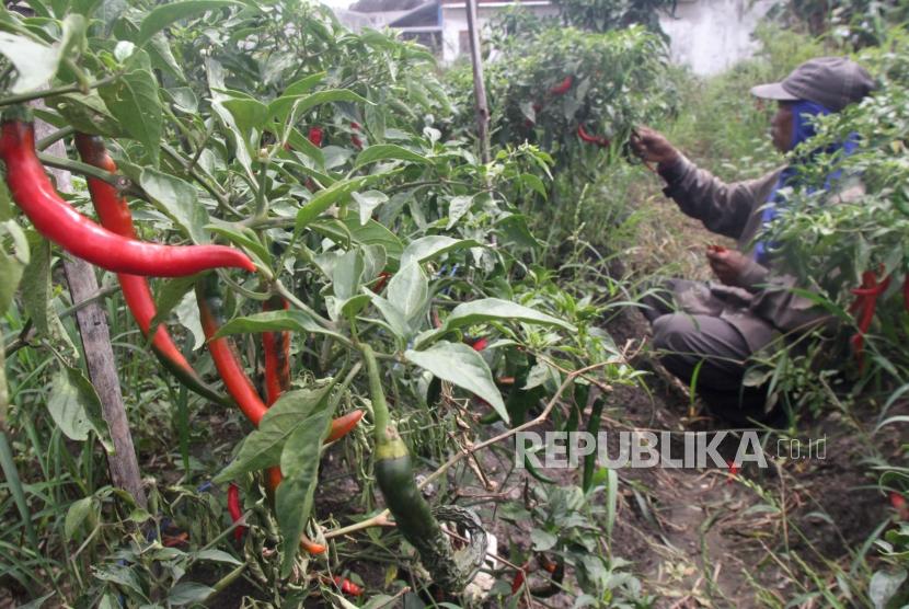 Harga beberapa kebutuhan pokok masyarakat di Kabupaten Purwakarta terpantau masih mengalami kenaikan.  Foto:Petani memanen cabai merah besar.