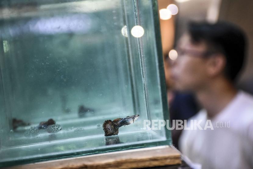 Juri menilai ikan gupi (Poecilia reticulata) yang diikutsertakan dalam Kontes Ikan Guppy 2020 di BTC Fashion Mall, Jalan Dr. Djunjunan, Kota Bandung, Ahad (19/1).