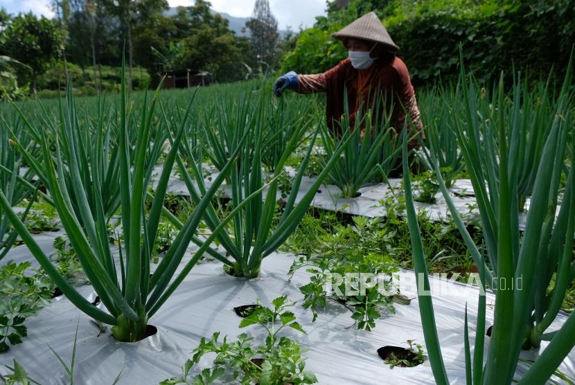 Walhi menyebut ada 110 desa definit yang ada di dalam hutan. Foto petani yang memanen daun bawang di perladangan kawasan lereng gunung pegunungan (ilustrasi)