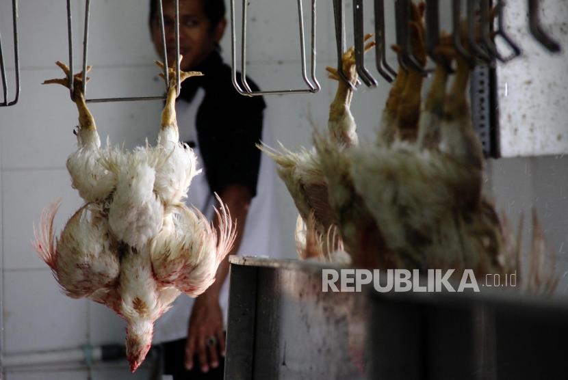 Rumah Pemotongan Unggas: Pekerja memotong ayam di Rumah Pemotongan Unggas (RPU), Jakarta Selatan, Rabu (27/11).