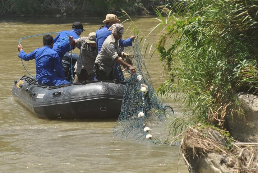 Pencarian Buaya Berkalung Ban Belum Berhasil. Petugas memasang jaring untuk mempersempit ruang gerak buaya liar yang terjerat ban sepeda motor saat berlangsungnya proses penyelamatan di Sungai Palu, Sulawesi Tengah.