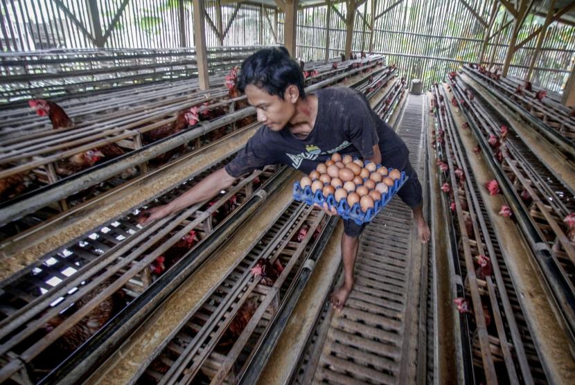 Baznas akan mendirikan balai ternak Baznas. Foto peternak memanen telur ayam di peternakan kawasan Pakansari, Bogor, Jawa Barat, (ilustrasi)