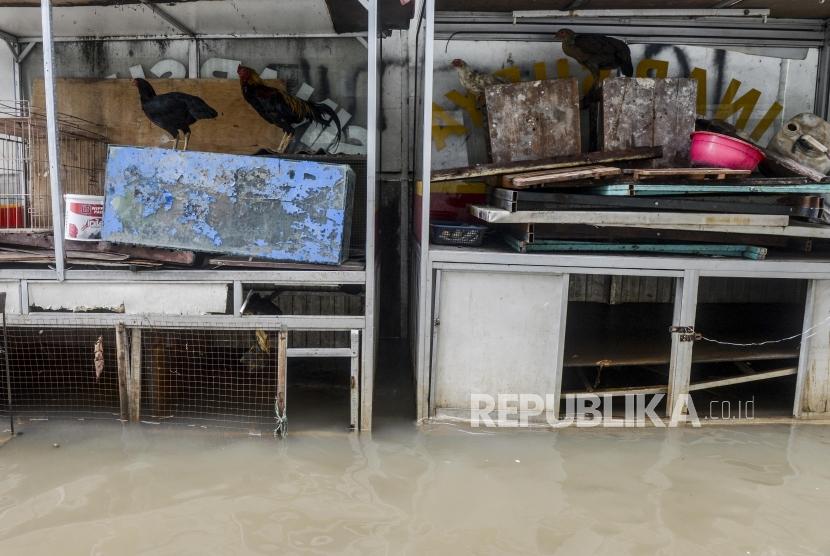 Sejumlah ayam berada diatas gerobak saat terjadi banjir di kawasan Bendungan Hilir, Jakarta, Selasa (25/2).
