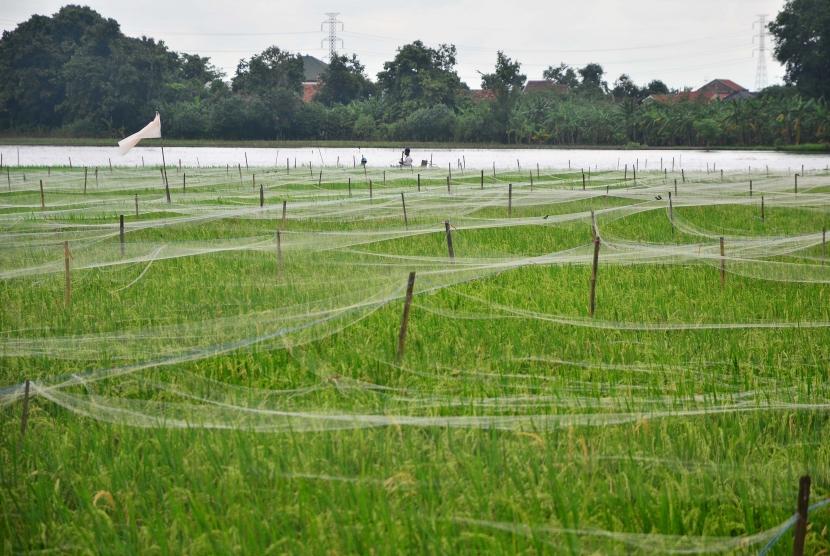 Total produksi padi di Lampung mengalami penurunan. Foto: Petani memasang jaring pengahalau burung pemakan padi di lahan pertanian (Ilustrasi).