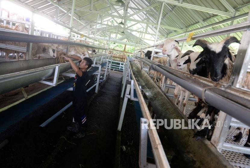 Pengembangan Domba di Peternakan Modern. Petugas memberikan pakan domba di Sinatria Farm, Sleman, Yogyakarta, Kamis (27/2).