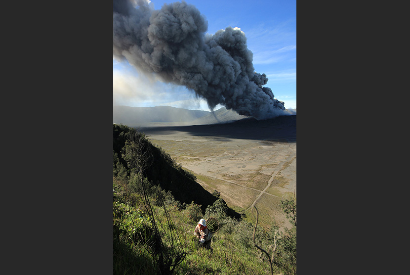 Warga menyiangi rumput di kawasan gunung Bromo, Jawa Timur, Sabtu (30/1).  (Antara/Didik Suhartono)