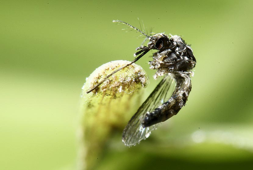 Nyamuk Aedes Aegypti.